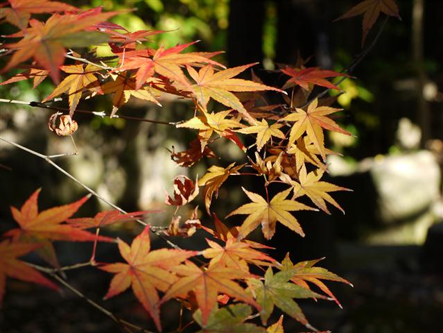 20121120-maple.jpg