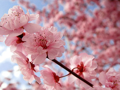 20140129-cherry_blossom_.jpg