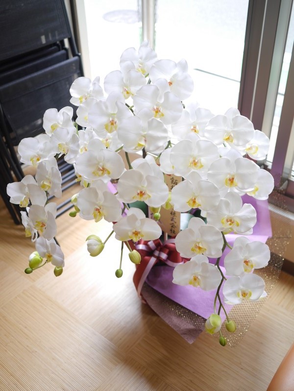 White orchids at Genki Japanese School
