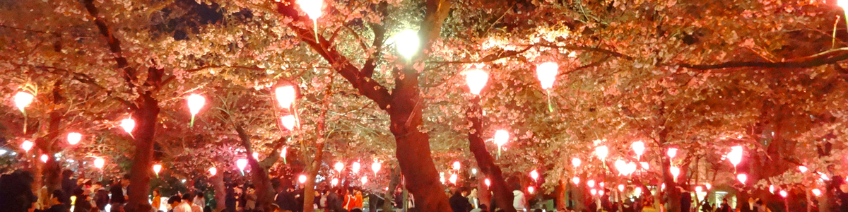 Several cherry blossom trees in full bloom with white flowers, and pink heart-shaped lights hanging down from each of them. People are sitting in crowds below around the trees, having picnics and chatting.