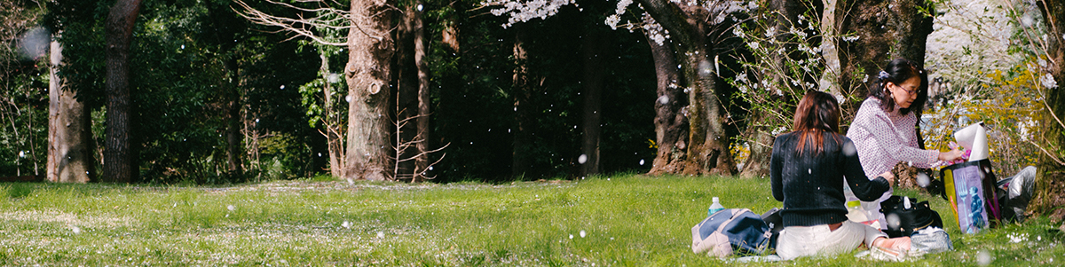 Sakura Picnic