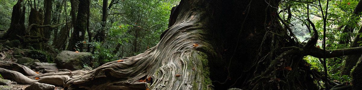 3rd Place - Yakushima