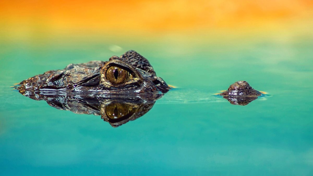 An alligator wait, no, a crocodile!