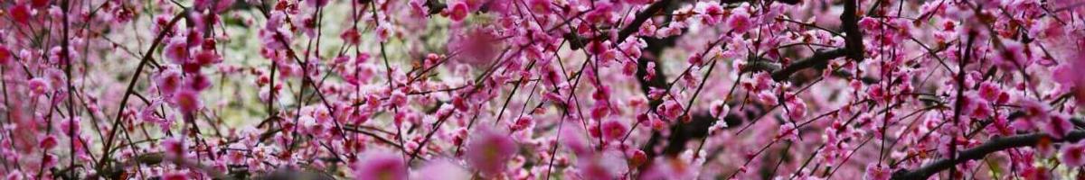 Close-up shot of pink plum tree flowers in bloom.