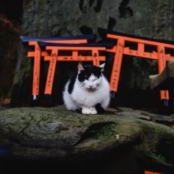 Cat Thinking of yojijukugo