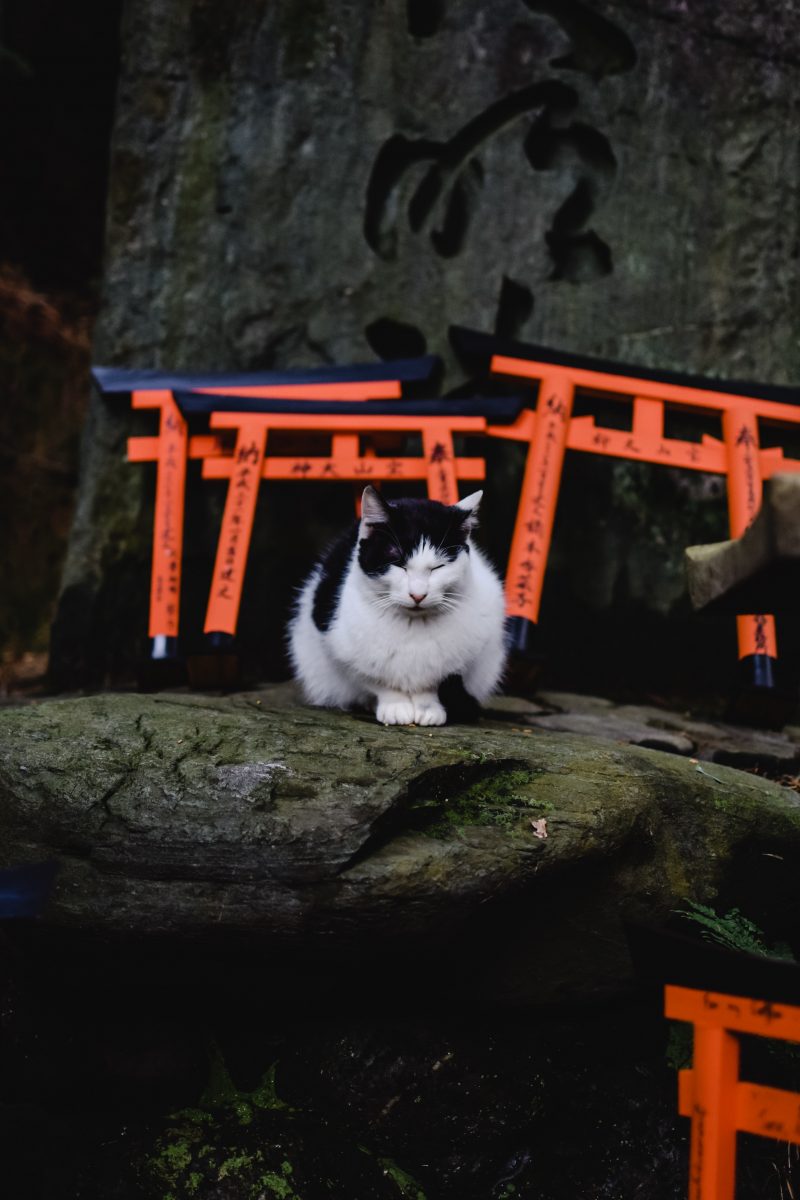Cat Thinking of yojijukugo